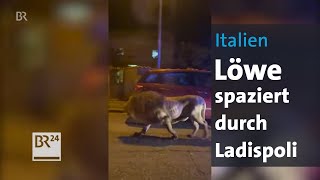 Italien: Löwe büxt aus Zirkus aus | BR24