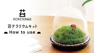 コケテラス 苔テラリウムキット How to use