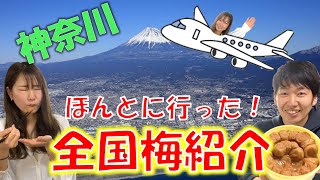 【南高梅以外の梅を知ってる？】十郎梅を求めて神奈川へ！