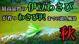 【伊豆わさび】伊豆の水わさびは最高です！ワサビ田までの山道をお見せします！台風後。（水わさび）【ワサビ山篇その19】