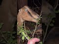 Can YOU Eat As Fast As Our Goat? #goats #babygoats #lamancha #homesteading #farmanimals #goatfarming