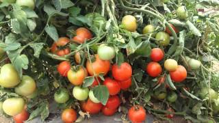 Dutch Tomato || Gopal Vegetable Nursary