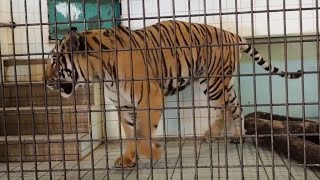 【トラ】【愛媛県立とべ動物園】オウガの唸り声と園内放送。