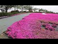 イブスマイルで東庄の芝桜