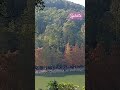 流水響 紅葉 香港 2025 風景 新年 行山 flowers tree beautiful village