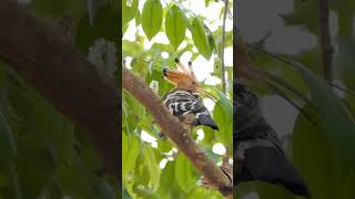 The Hoopoe: Amazing Bird