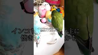 インコちゃん多頭飼いするとどうなるの？　Multiple breeding of parakeets