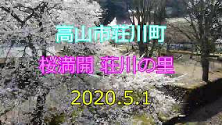 飛騨荘川（飛騨高山）「桜満開の荘川の里」2020.5.1