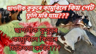 ছাগলীক কুকুৰে কামুৰিলে আপোনালোক এইদৰে চিকিৎসা কৰক/Post Dog bite Treatment/AntiRabiesVaccine@Dr.P63