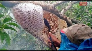 প্রাকৃতিক চাকের খাটি মধু। খাটি মধু। গাছ কাটা মধু। বন্য মৌমাছির চাকের মধু।