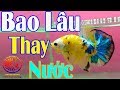 Bao Lâu Thay Nước Thì Tốt Nhất Cho Cá Betta 0932548988 Chưa Chắc Betta Farm