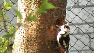 Дятел делает дупло/ Woodpecker making a hole