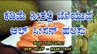 ಕಡಿಮೆ ನೀರಿನಲ್ಲಿ ಬೆಳೆಯಬಹುದಾದ  ಆಲ್ ಸೀಸನ್ ಹಲಸು   All season jackfruit cande grow with less water