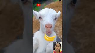 Goat Eating Banana 🤣 #goat #goats #shorts #youtubeshorts #banana