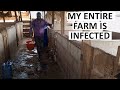 Disinfecting My Pig Pen After an Infection | Farm Biosecurity