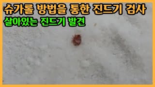 속살만 1회 처리 후 슈가롤 진드기 검사 해봤습니다