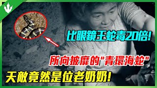 “青環海蛇”煲的湯你也敢喝？你拿我煲湯，我讓你丟命！比眼鏡王蛇毒20倍！老大媽不信這個邪