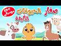 أغنية أين أبي - صغار الحيوانات الأليفة بدون موسيقى | 🔴 Live Stream | قناة طم طم - Tam Tam Tv