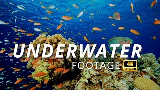 Unbelievable Underwater World: 4K Sea Life Video You Won't Believe!