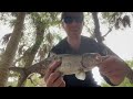 Catching TARPON and SNOOK in a TINY creek