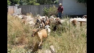 Farmer offers goat herd to clear away your unwanted foliage for a price