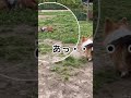 はしゃぎ過ぎて大転倒する子犬。オトナの対応するコーギーくんが超絶優しい♡