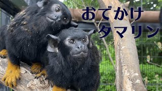 Gold-handed tamarins: Haku, Bethel, Kihane, Fuji, enjoy the sunlight and breezes.