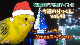 【今週のりっくん】ぴよファミリーのXmas第二弾 神経障がいと闘うインコの激動の半年間を振り返る！