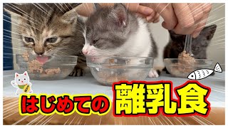 【子猫のはじめての離乳食】「ペッ」断固拒否！最後は食べたのか？！「えっロイヤルカナンだよ？！」★パパスプーン出動★〈保護猫生活26日目〉