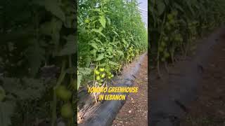 #Lebanon #tomato #crops #greenhouse #agriculture #fertilizer #soil #agricoltura #farm #orticoltura