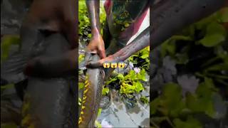 ଆମ ଗାଁ ପୋଖରି ରେ ଧରା🐟🐠##snakehead fish catch#😱😱