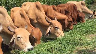 บรรยากาศวัวกินหญ้ายามเย็น เลี้ยงวัวข้างทาง🐮🌱🌿🍃☘️#วัว #หญ้า #cow #เลี้ยงวัว