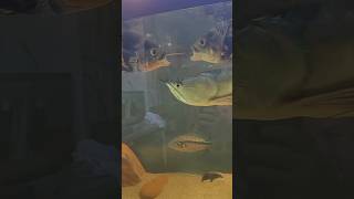 Tiger Oscar fish cichlid behavior #shorts #fyp #foryou #fishtok