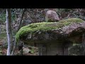 小さな窓の花ごよみ 1497 三千院 庭園散策 ♪ 星の眠り アンドレ・ギャニオン♪