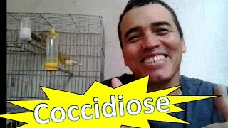 Como tratar o peito seco (Coccidiose) Canaril do Alemão