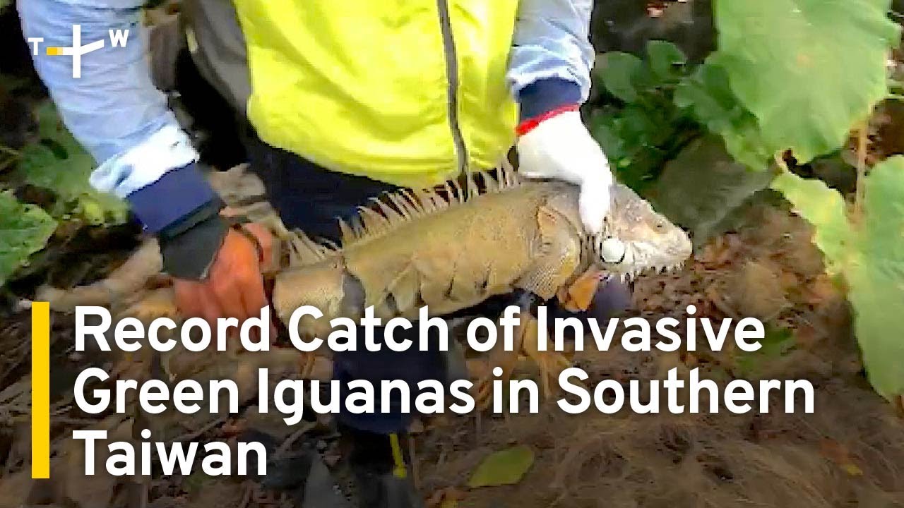 Record Catch Of Invasive Green Iguanas In Southern Taiwan Taiwanplus