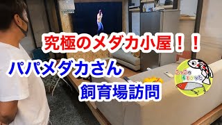 このメダカ小屋は凄い！！【パパメダカさん】飼育場訪問✨