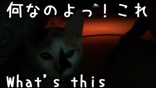 【子猫】生まれて初めて、コタツに入った瞬間映像が・・・こちら