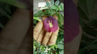 శంఖం పువ్వు/అపరాజిత పువ్వు#shankupushpam #vasthu #butterflypea#telugu #astrology#shorts