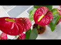 grow flowers at home without planting land the most cost effective