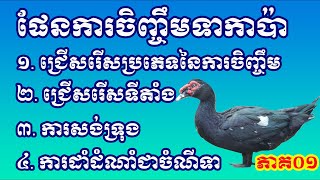 ផែនការចិញ្ចឹមទាកាប៉ាស្រែទទួលបានផលល្អ