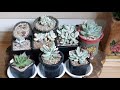 115회 방울복랑금 어린다육이 물만닿아도 화상을입을수도~^^ succulents 多肉