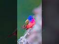 Most Wonderful Wild Birds | Breathtaking Nature | Wonderful Bird Songs | Stress Relief & Healing