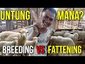 UNTUNG MANA BREEDING ATAU FATTENING DOMBA | KEMITRAAN TERNAK DOMBA SAYAPE JAGAD FARM KEDIRI