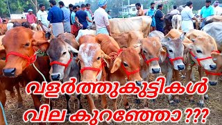 ചന്തകളിൽ വളർത്ത് കുട്ടികൾ വില കുറഞ്ഞോ #cattlemarket     #A4agrotech#buffallo