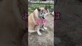 ばあばと一緒♪まったり寛いで動く気なしな犬のムーちゃん