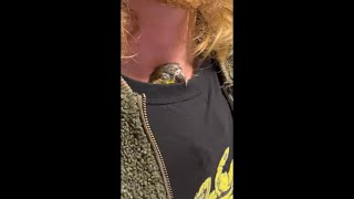 Parrot Enjoying Warmth and a Nap Down Her Dad's Shirt