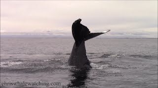 11.26.24 Humpback Whale