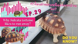 ซูคาต้าที่รัก ep.29 - ทำไมเต่าชอบหนีออกจากบ้านนะ?  #tortoise #cutepets #เต่าซูคาต้า #sulcata