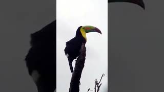 Keel-billed toucan (Ramphastos sulfuratus) 🇨🇷 Costa Rica